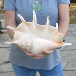  14" Giant Spider Conch 
