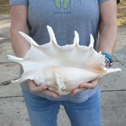 13" Giant Spider Conch