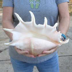 13" Giant Spider Conch