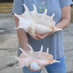 Two piece 12" Giant Spider Conch Shell  