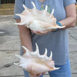 Two piece 12" Giant Spider Conch Shell  