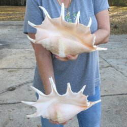Two piece 13" Giant Spider Conch Shell 
