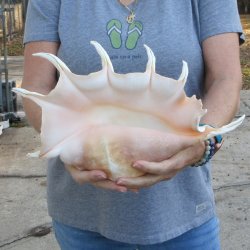  14" Giant Spider Conch 