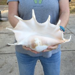  14" Giant Spider Conch 