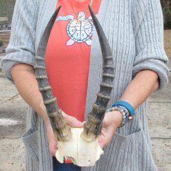  B-Grade Blesbok Skull Plate 13" Horns 