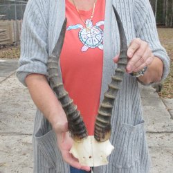  B-Grade Blesbok Skull Plate 14" Horns 