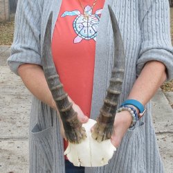  B-Grade Blesbok Skull Plate 12" Horns 