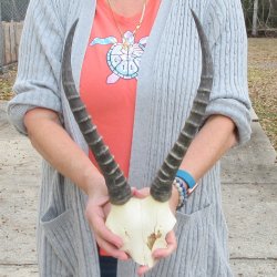  B-Grade Blesbok Skull Plate 13" Horns 