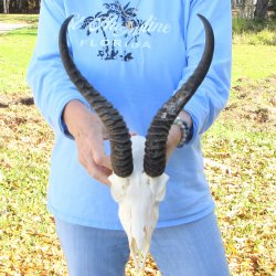 B-Grade African Male Springbok Skull with 12" Horns 