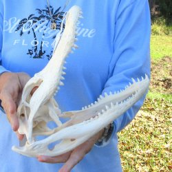 B-Grade Real Florida Alligator Skull, 11-1/2"