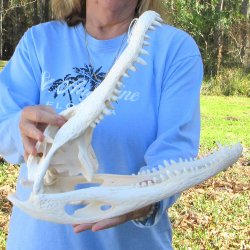  Real 16" Florida Alligator Skull