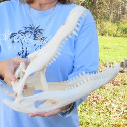  Real 16" Florida Alligator Skull