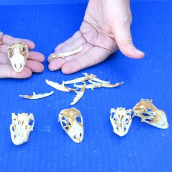 Five piece B-Grade Iguana Skull 1-1/4" to 1-1/2"