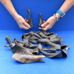 Twenty Five Indian Goat Horns, 4" to 6" 