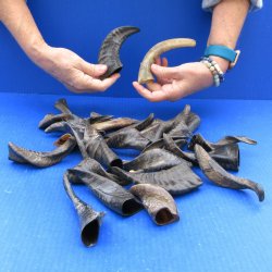 Twenty Five Indian Goat Horns, 4" to 6" 
