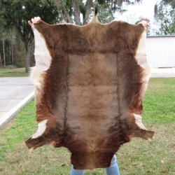 Blesbok Skin Rug, Blesbok Hide Soft Tanned 47" x 36-1/2"