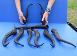 Ten piece XL 11" to 13" African Male Springbok Horns 