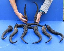 Ten piece XL 11" to 13" African Male Springbok Horns 