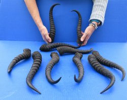 Ten piece XL 11" to 13" African Male Springbok Horns 