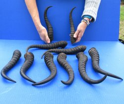 Ten piece XL 11" to 13" African Male Springbok Horns 