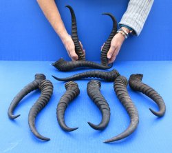 Ten piece XL 12" to 14" African Male Springbok Horns 