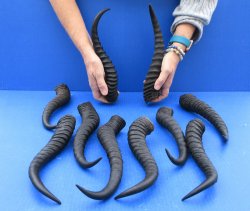 Ten piece XL 11" to 13" African Male Springbok Horns 