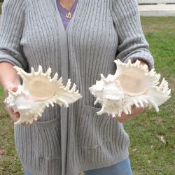 Two piece 9" Murex Ramosus 