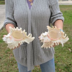 Two piece 9" Murex Ramosus 