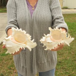 Two piece 9" Murex Ramosus 