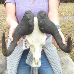 B-Grade, Male, African Black Wildebeest Skull with 18" Horn Spread 