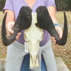 Craft-Grade Black Wildebeest Skull with 17" Horns 