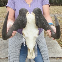 B-Grade, Male, African Black Wildebeest Skull with 18" Horn Spread 