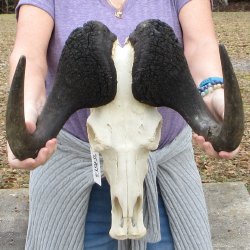B-Grade, Male, African Black Wildebeest Skull with 17" Horn Spread 
