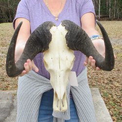 B-Grade, Male, African Black Wildebeest Skull with 16" Horn Spread 