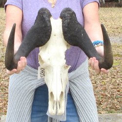 Craft-Grade Black Wildebeest Skull with 17" Horns 