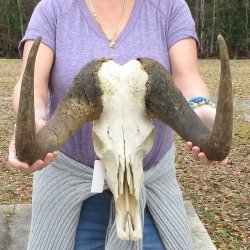 Craft-Grade Black Wildebeest Skull with 17" Horns 