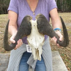 Craft-Grade Black Wildebeest Skull with 18" Horns 