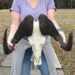 Craft-Grade Black Wildebeest Skull with 20" Horns 