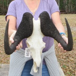 Craft-Grade Black Wildebeest Skull with 17" Horns 