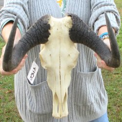 B-Grade, Female, Black Wildebeest Skull with 14" Horn Spread 