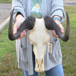 B-Grade, Female, Black Wildebeest Skull with 14" Horn Spread 