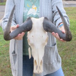 B-Grade, Female, Black Wildebeest Skull with 15" Horn Spread 