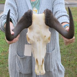 B-Grade, Female, Black Wildebeest Skull with 15" Horn Spread 