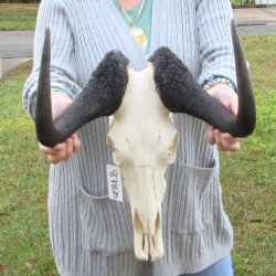 B-Grade, Female, Black Wildebeest Skull with 15" Horn Spread 