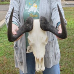 B-Grade, Female, Black Wildebeest Skull with 15" Horn Spread 