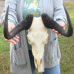 B-Grade, Female, Black Wildebeest Skull with 16" Horn Spread 