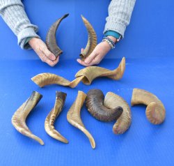 Ten piece Ram Horns, Sheep Horns 8" to 12"