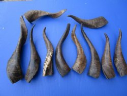 Goat Horns - 6 inch to 8 inches -  5 pcs @ $2.50 each; 25 pcs @ $2.25 each
