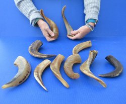 Ten piece Ram Horns, Sheep Horns 8" to 12"