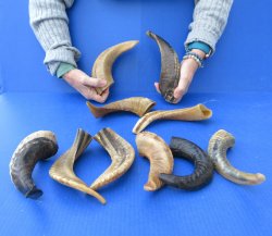 Ten piece Ram Horns, Sheep Horns 8" to 12"